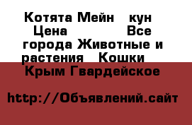 Котята Мейн - кун › Цена ­ 19 000 - Все города Животные и растения » Кошки   . Крым,Гвардейское